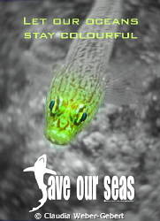 let our oceans stay bright by Claudia Weber-Gebert 